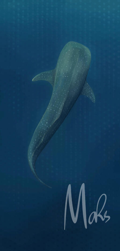 Whale Shark