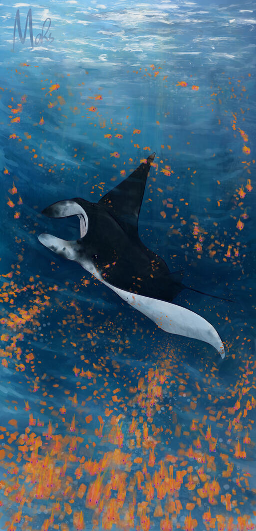 Manta Ray